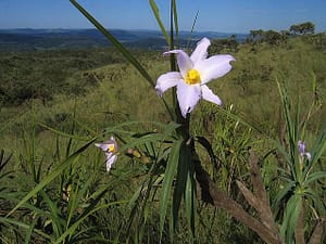Arbusto que dá nome à empresa cachaça canela-de-ema